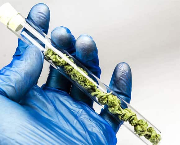 Science, Research, Technology and Cannabis - The Increasingly Legal, Medical and Recreational Use of Marijuana