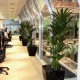 Kentia Palm