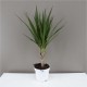Madagascan Dragon Trees