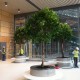 large ficus trees