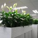 the peace lily