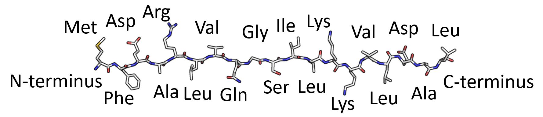 primary structure of protein