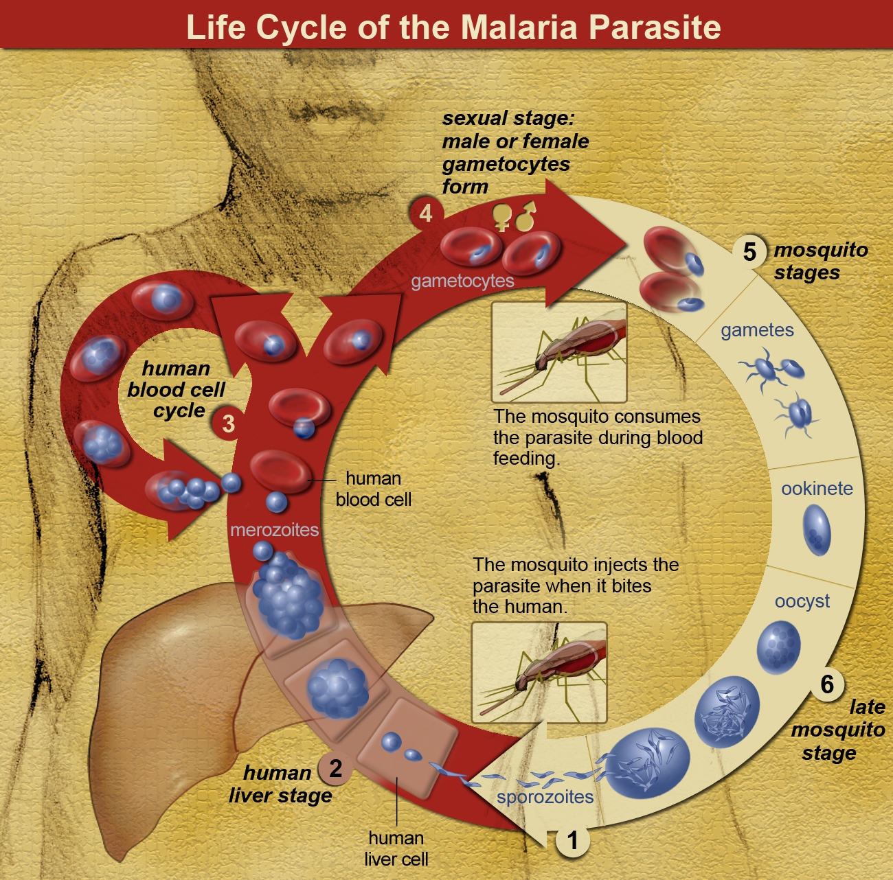 Illustration of the lifecycle of malaria courtesy National Institute of Allergy and Infectious Diseases (NIAID)