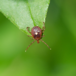 lone star tick on a leaf